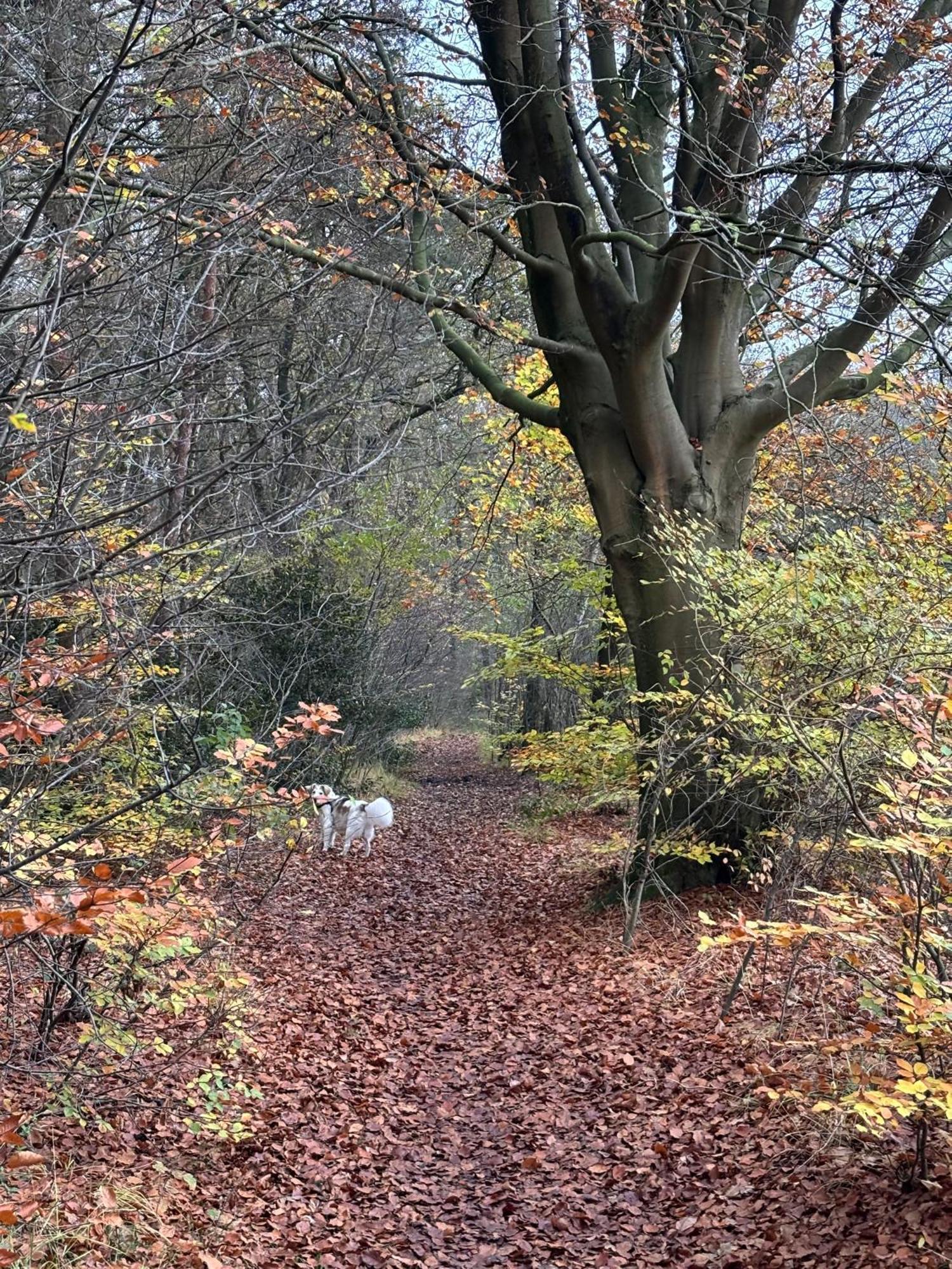 'T Holten Huus - Puur Genieten In Het Bos. Norg Kültér fotó